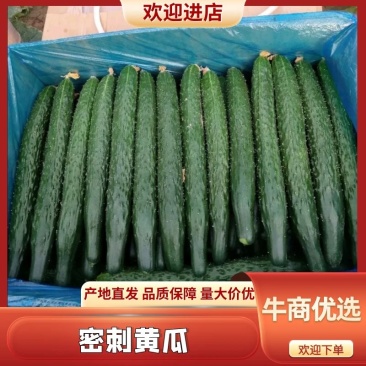 万亩黄瓜基地电商超市市场全国发货密刺油瓜青瓤青肉