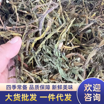 古树螃蟹脚寄生古树茶寄生普洱茶寄生草螃蟹脚