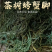 古树螃蟹脚寄生古树茶寄生普洱茶寄生草螃蟹脚