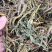 古树螃蟹脚寄生古树茶寄生普洱茶寄生草螃蟹脚