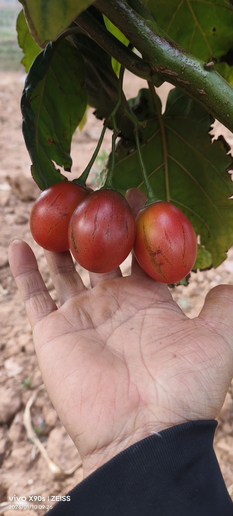 【精品】树番茄云南基地直发，自己种植量大从优现摘现发