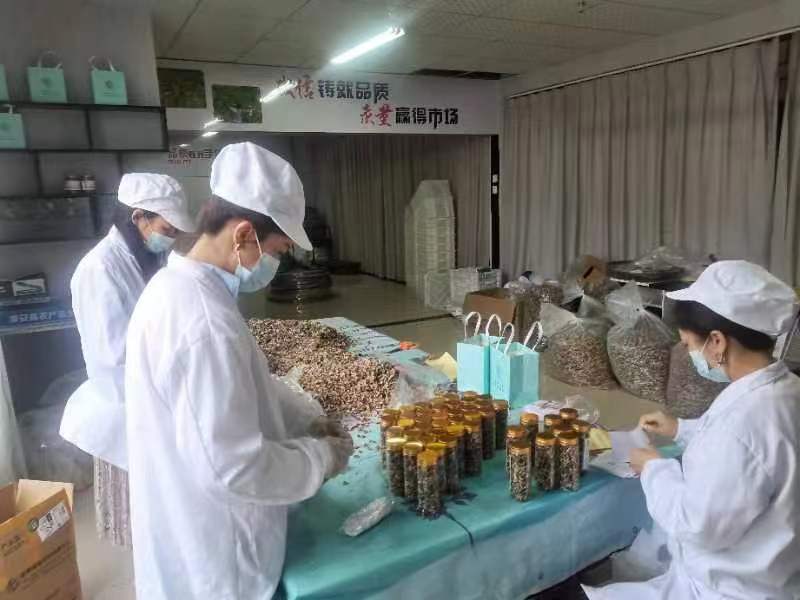 浙江淳安野生金紫尖紫菊花茶，菊花茶，大量供应，一件代发包邮