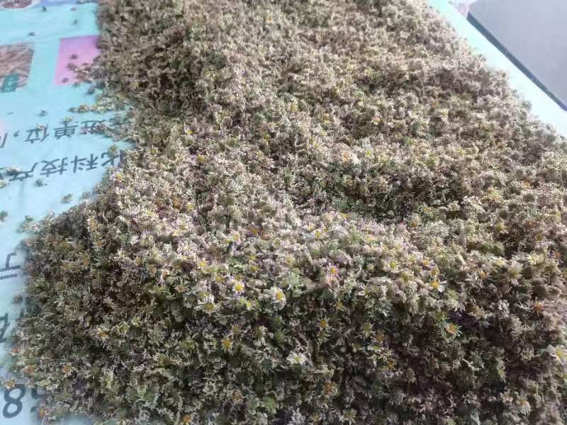 浙江淳安野生金紫尖紫菊花茶，菊花茶，大量供应，一件代发包邮