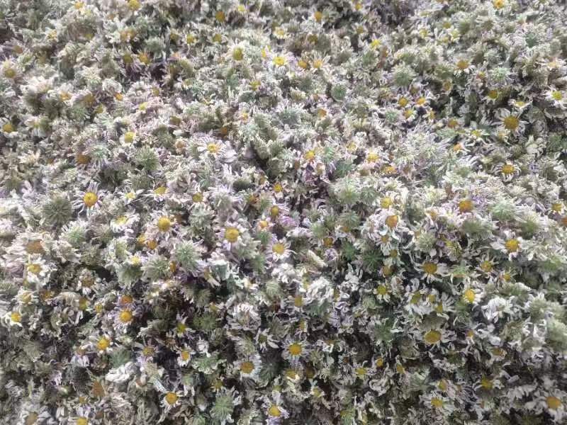 浙江淳安野生金紫尖紫菊花茶，菊花茶，大量供应，一件代发包邮