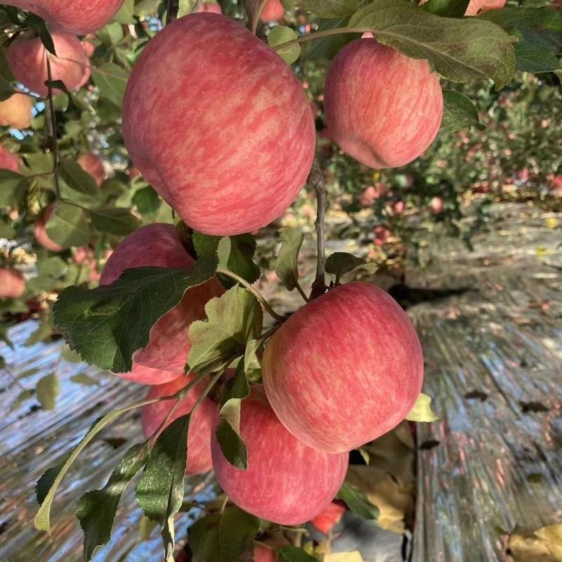 红富士苹果山西苹果冷库货大量供应脆甜多汁全国发货