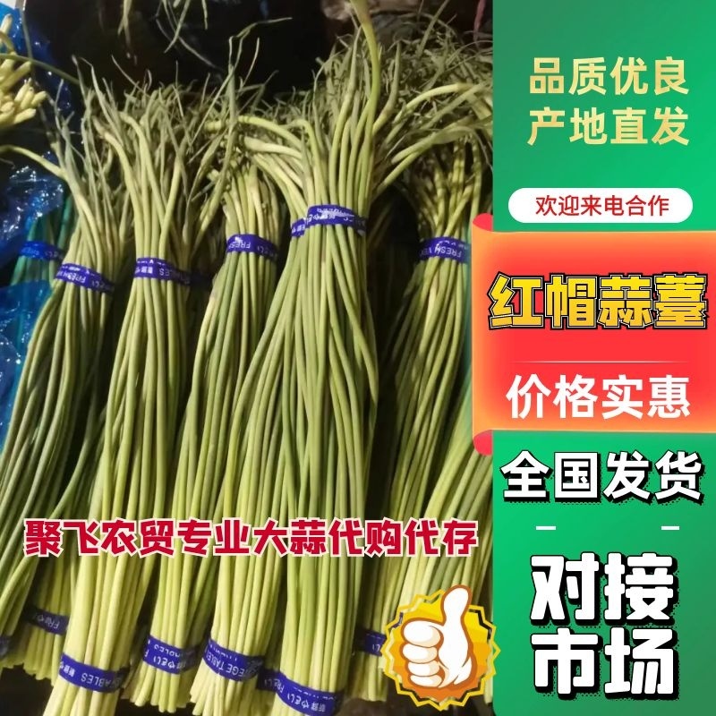 红帽蒜薹冷库直发，一吨起批，赶集网红产品，质量好价格优