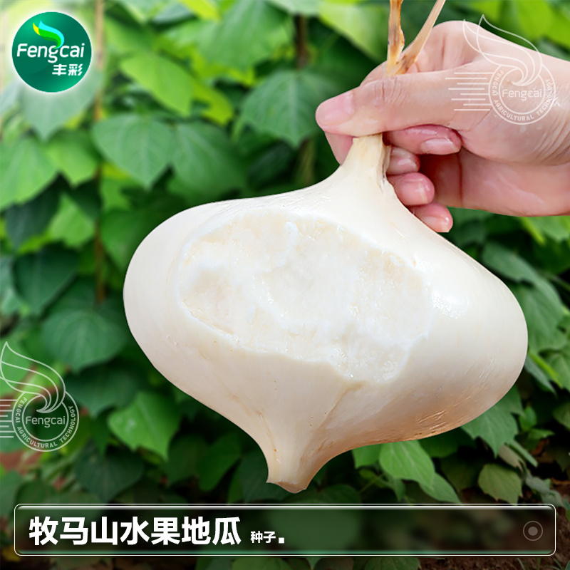 水果地瓜种子豆薯种籽双流牧马山凉薯嫩脆化渣香甜可口