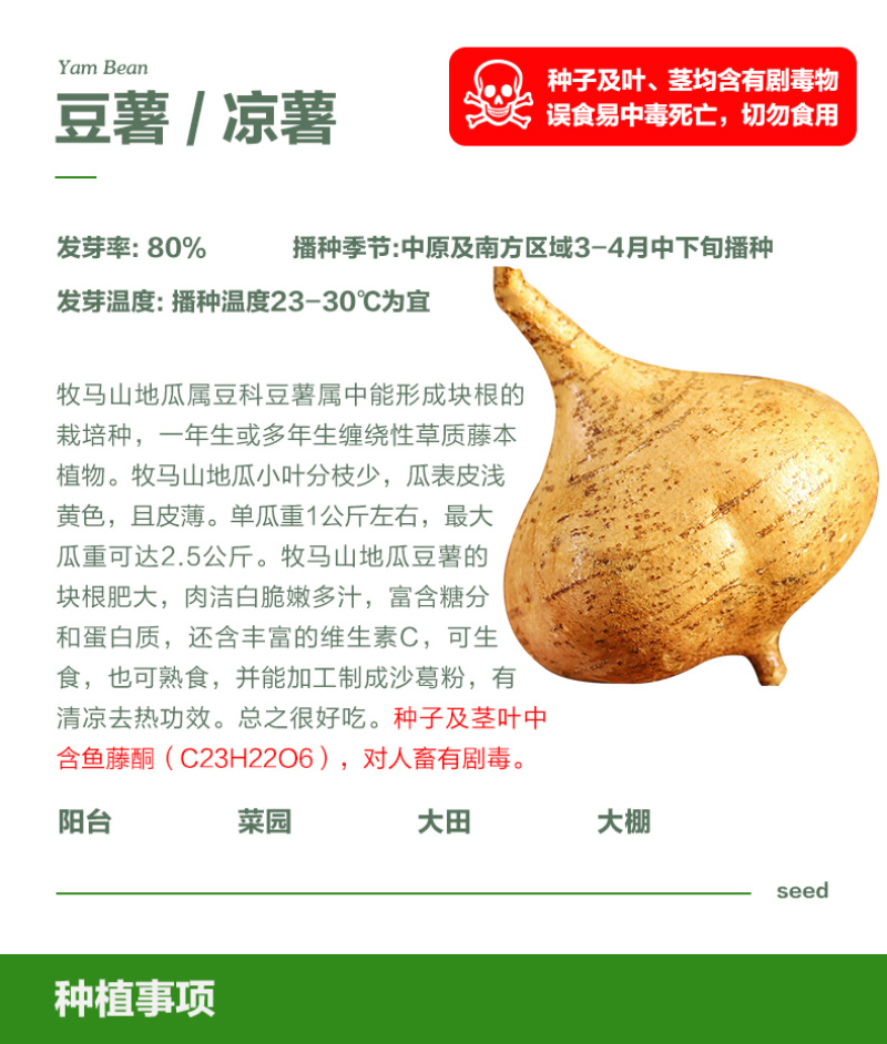 水果地瓜种子豆薯种籽双流牧马山凉薯嫩脆化渣香甜可口