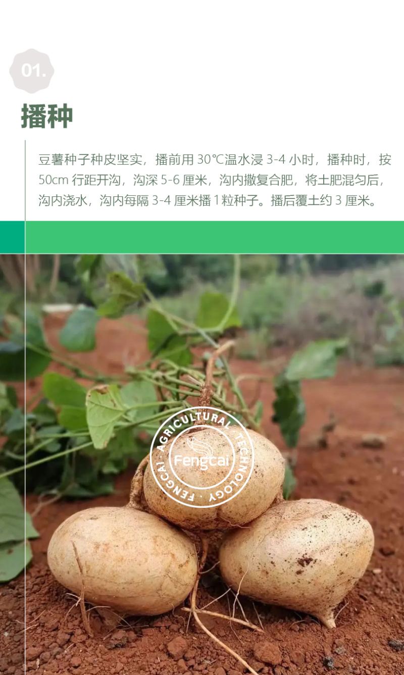 水果地瓜种子豆薯种籽双流牧马山凉薯嫩脆化渣香甜可口