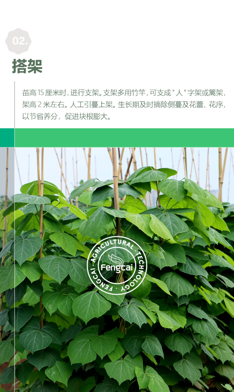 水果地瓜种子豆薯种籽双流牧马山凉薯嫩脆化渣香甜可口