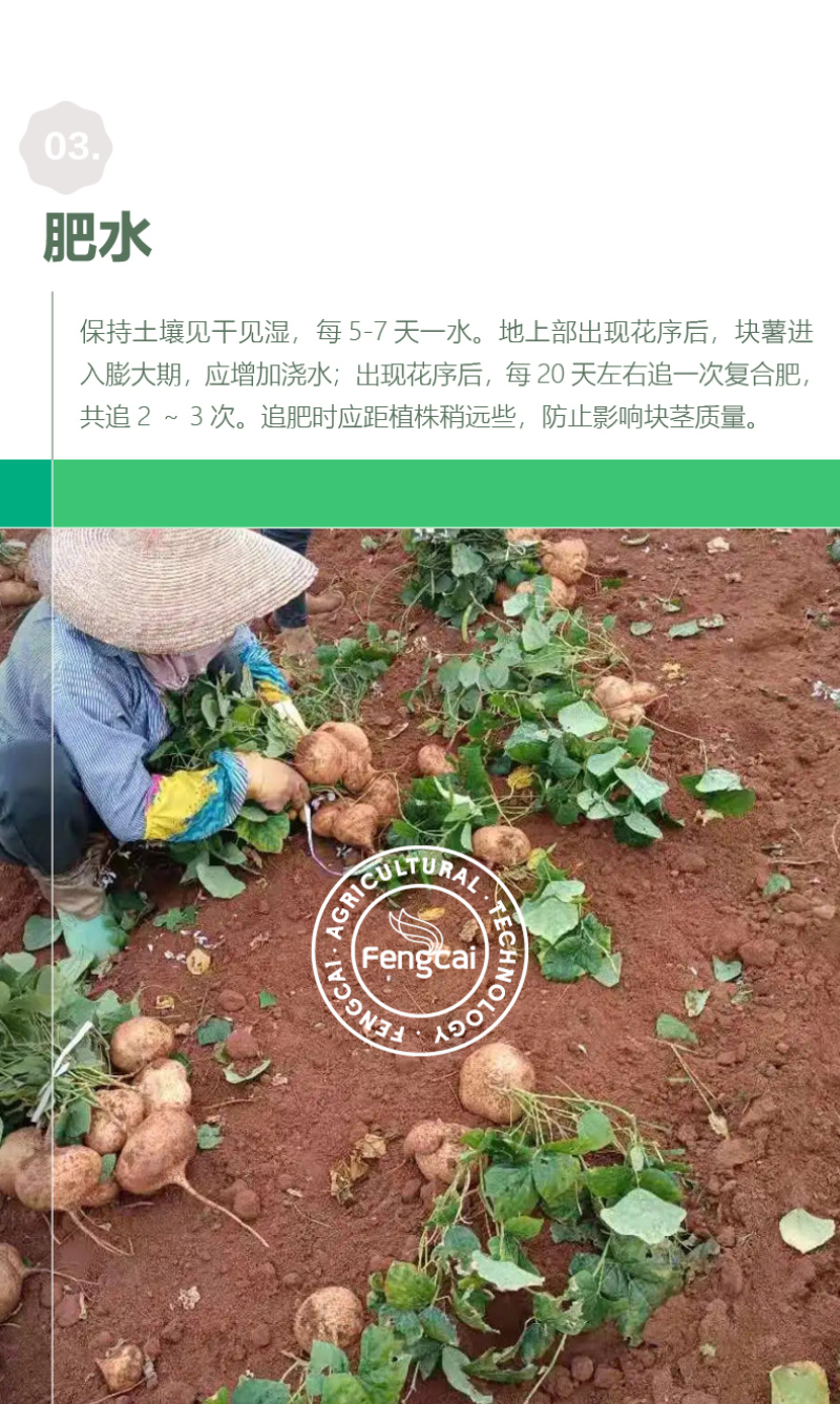 水果地瓜种子豆薯种籽双流牧马山凉薯嫩脆化渣香甜可口
