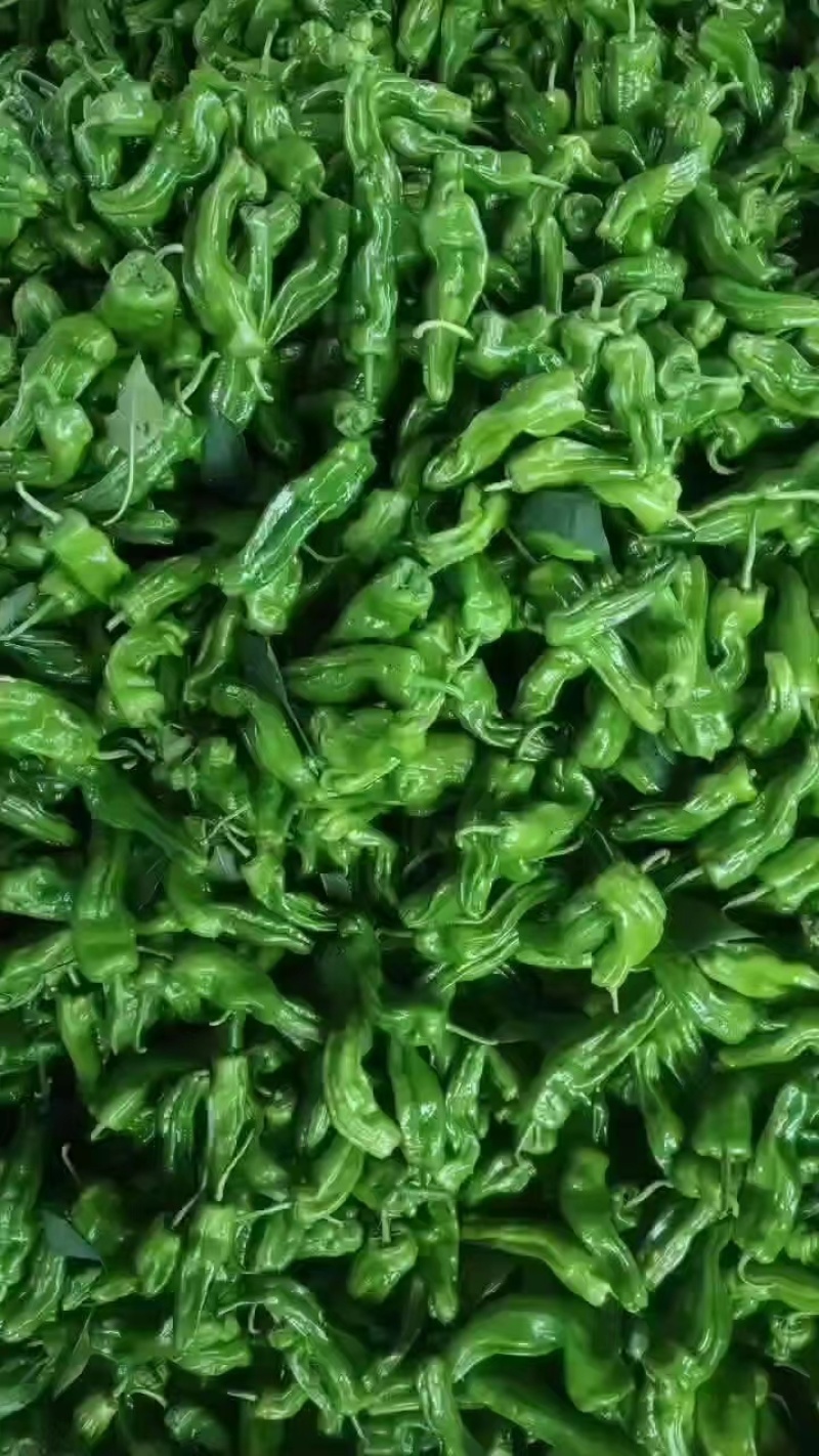 精品薄皮辣椒薄皮青椒大量上市，产地直发一手货源量大从优