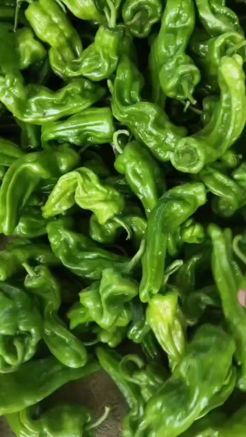精品薄皮辣椒薄皮青椒大量上市，产地直发一手货源量大从优