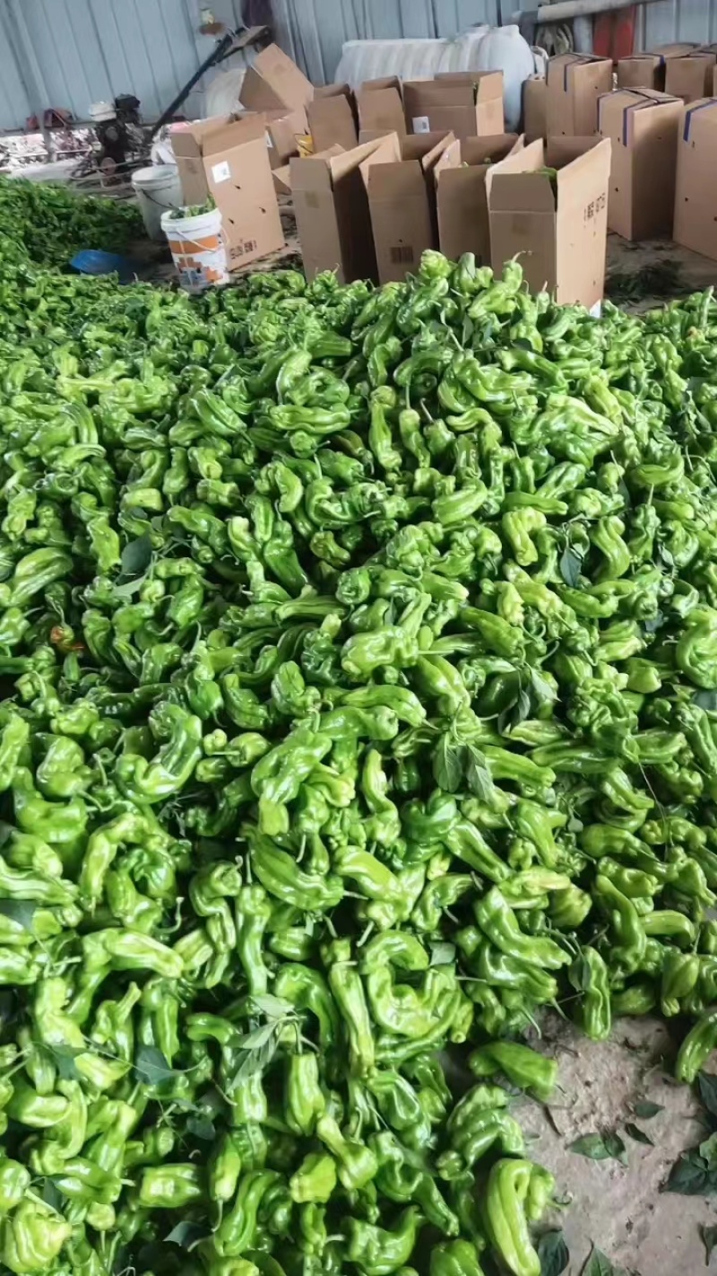 精品薄皮辣椒薄皮青椒大量上市，产地直发一手货源量大从优