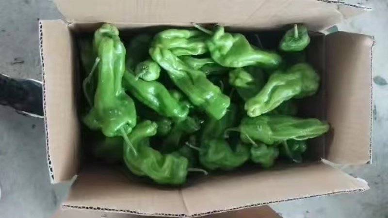 精品薄皮辣椒薄皮青椒大量上市，产地直发一手货源量大从优