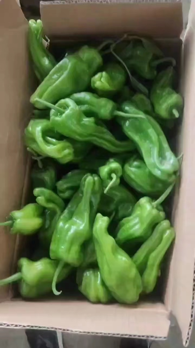 精品薄皮辣椒薄皮青椒大量上市，产地直发一手货源量大从优