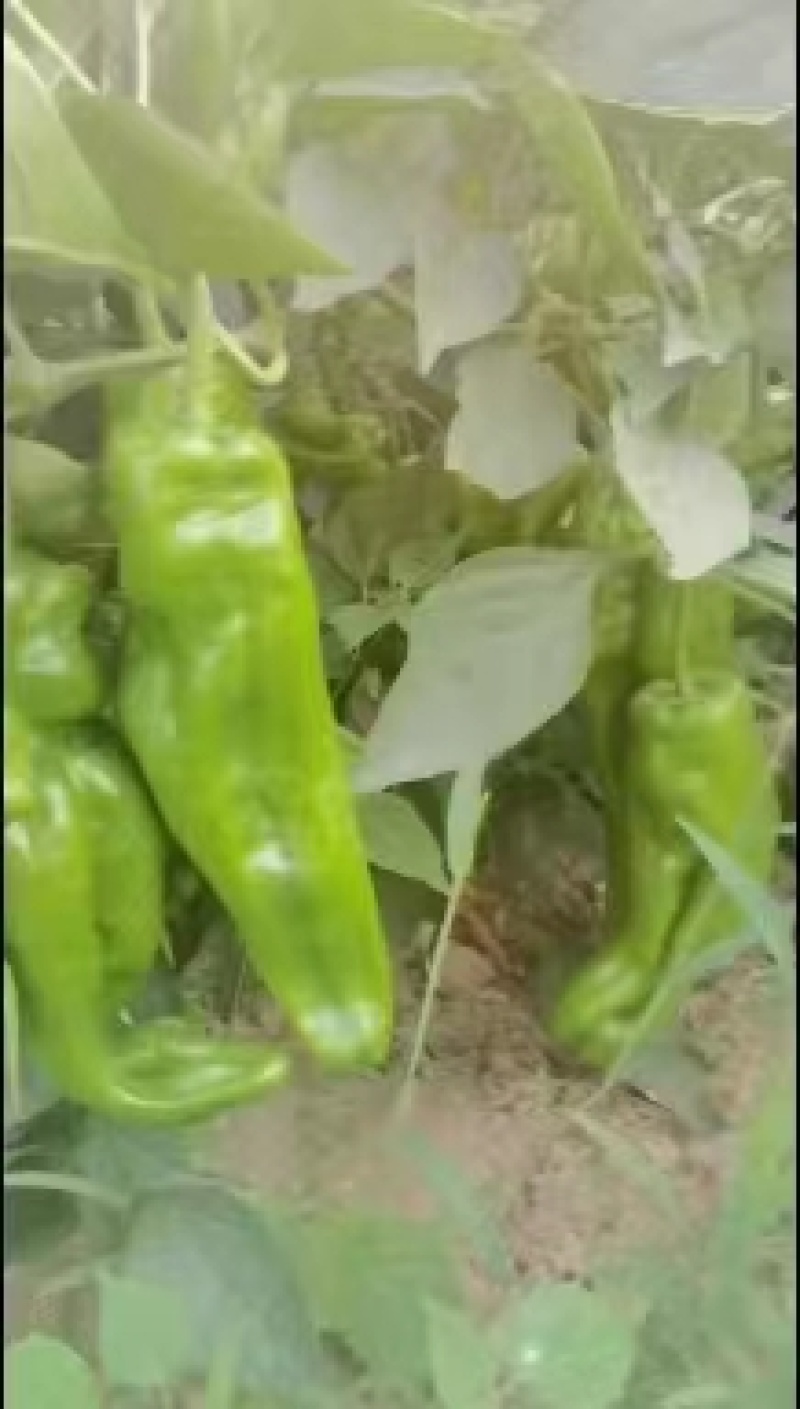 精品薄皮辣椒薄皮青椒大量上市，产地直发一手货源量大从优