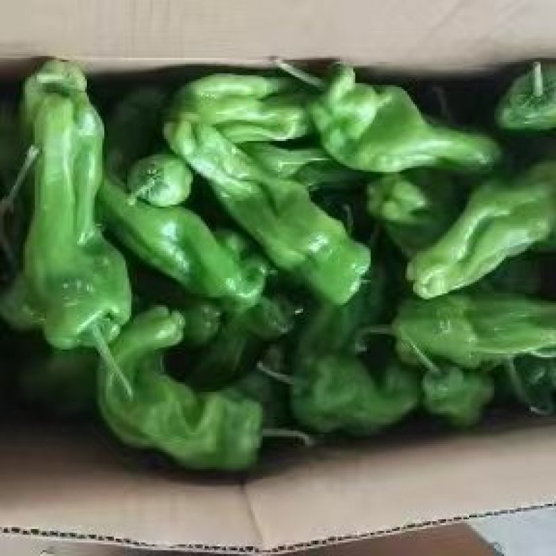 精品薄皮辣椒薄皮青椒大量上市，产地直发一手货源量大从优