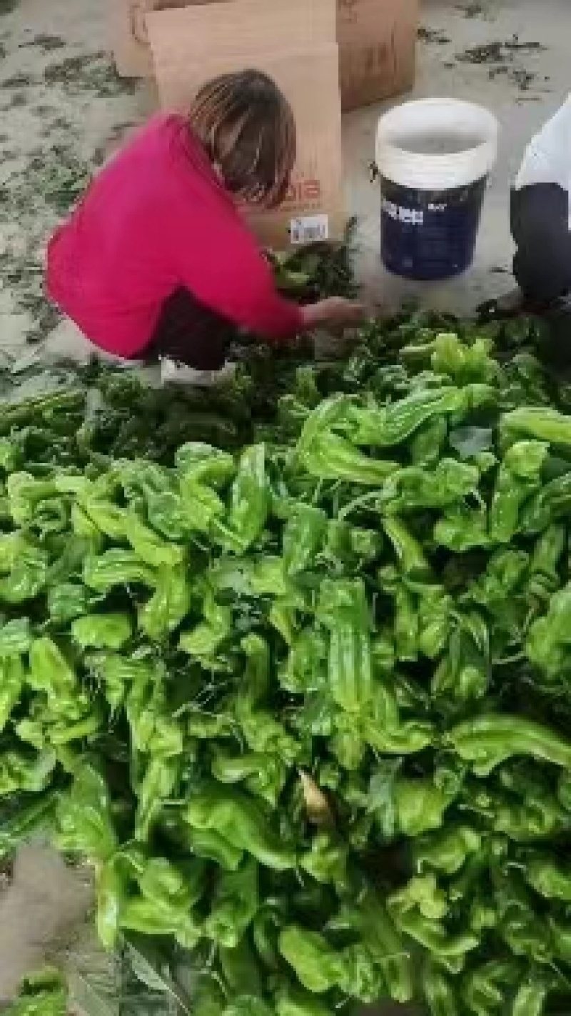 精品薄皮辣椒薄皮青椒大量上市，产地直发一手货源量大从优