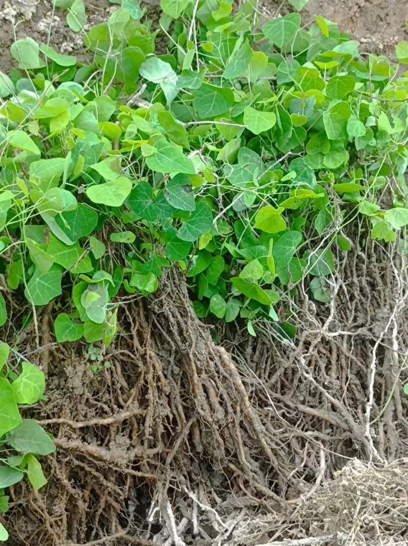 【热卖】江西赣州粉防己苗穴盘苗裸根苗大量上市基地发往全国