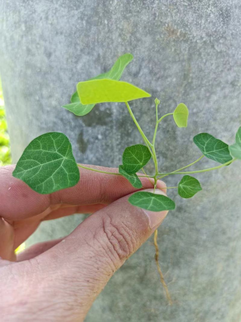 【热卖】江西赣州粉防己苗穴盘苗裸根苗大量上市基地发往全国