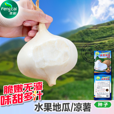 水果地瓜种子豆薯种籽双流牧马山凉薯嫩脆化渣香甜可口
