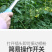 番茄西红柿电动授粉器台湾省suca震动授粉器口感西红柿授
