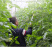 番茄西红柿电动授粉器台湾省suca震动授粉器口感西红柿授