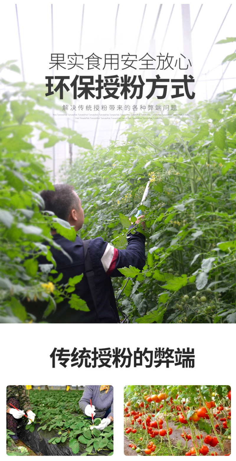 番茄西红柿电动授粉器台湾省suca震动授粉器口感西红柿授