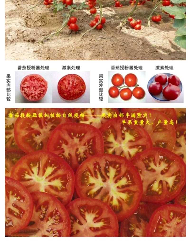 番茄西红柿电动授粉器台湾省suca震动授粉器口感西红柿授
