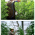 番茄西红柿电动授粉器台湾省suca震动授粉器口感西红柿授