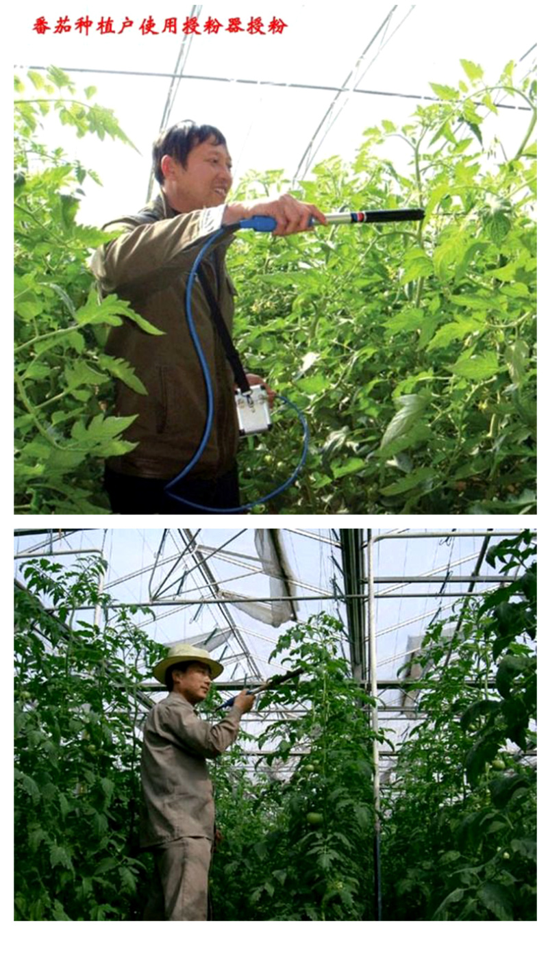 番茄西红柿电动授粉器台湾省suca震动授粉器口感西红柿授