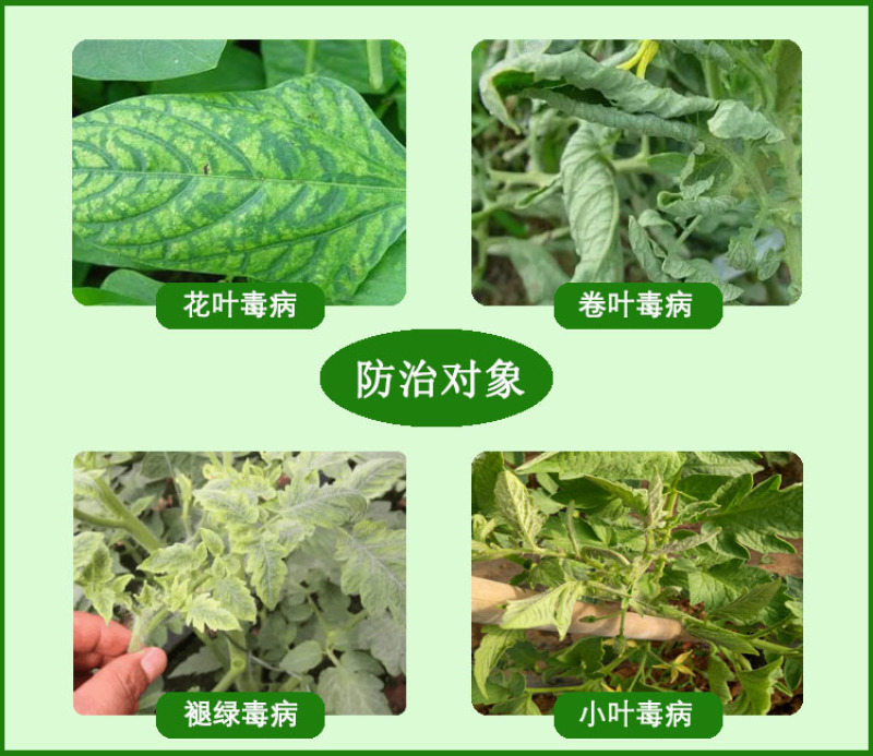 壳贝佳氨基寡糖锌预防病毒黄叶小叶黄头解毒抗逆增加光合病毒