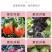 果裂宁伟斯杰预防落果裂果提质增产果实均匀膨果上色可提高耐