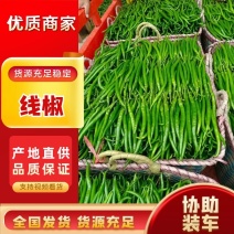 广西鲜辣椒，3号8号线椒螺丝椒，螺丝线椒，品种齐全！