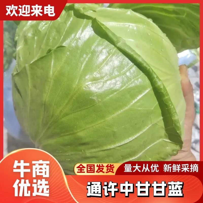 【开封通许甘蓝】新品上市现摘现发欢迎通过一亩田电联