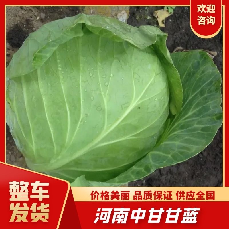 【开封通许甘蓝】新品上市现摘现发欢迎通过一亩田电联
