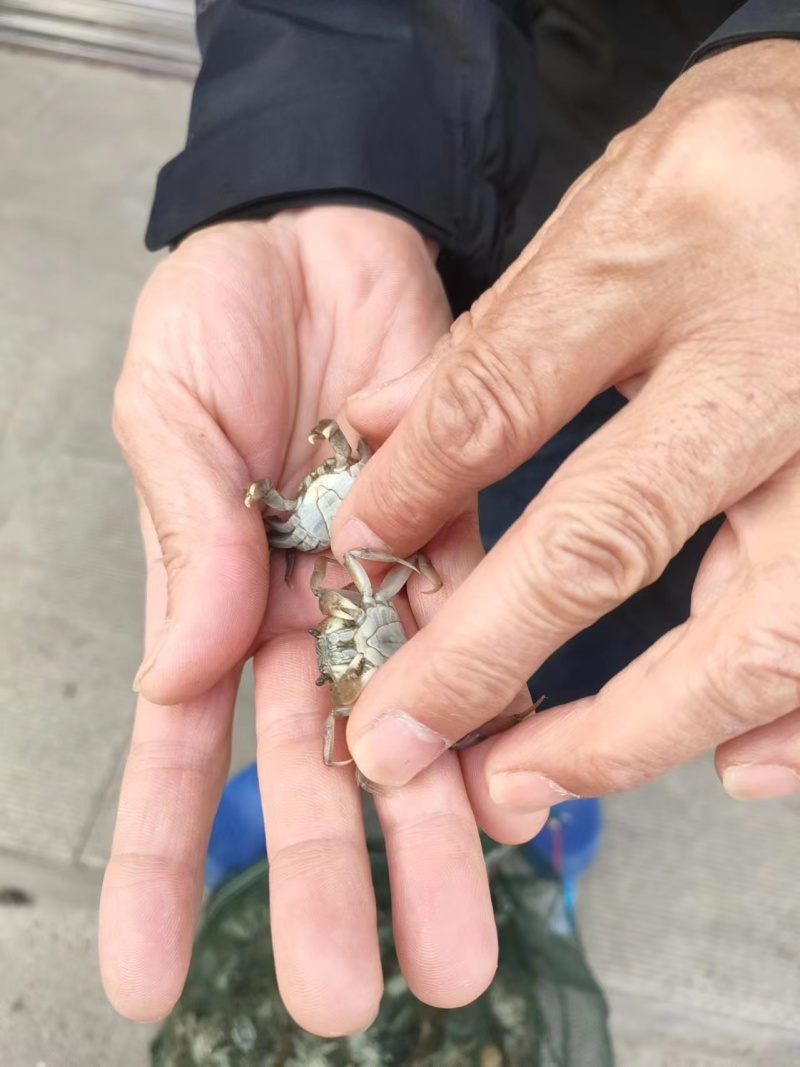 辽宁河蟹苗青蟹苗基地供货质美价优常年供货规格齐全提供技术