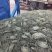 辽宁河蟹苗青蟹苗基地供货质美价优常年供货规格齐全提供技术