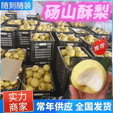 《砀山酥梨》安徽酥梨/箱装筐装/可全国发货/安徽砀山酥梨