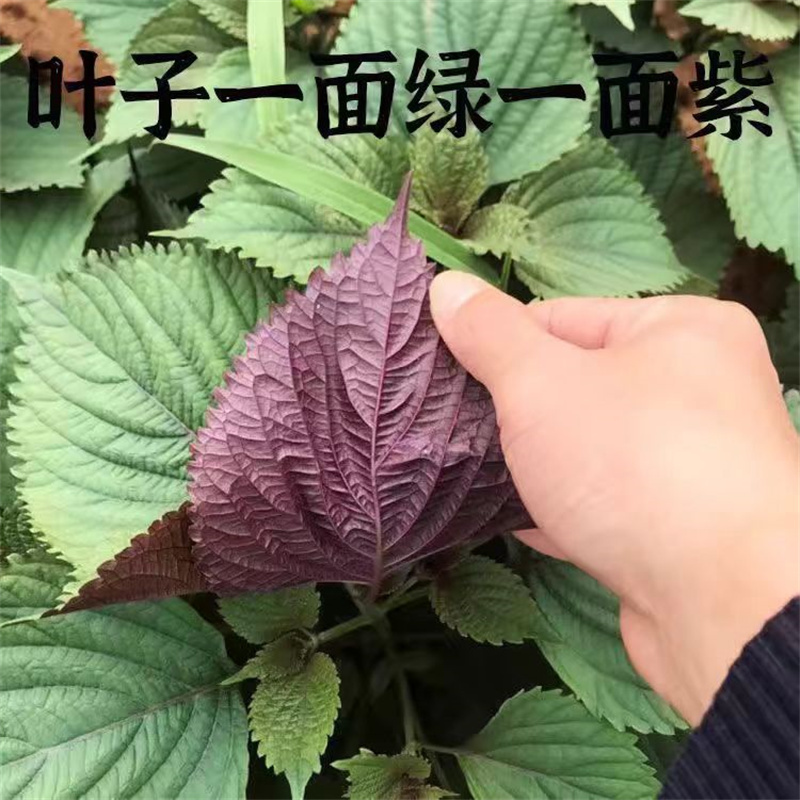 双面紫苏种子全紫紫苏种子苏子叶种子发芽率高