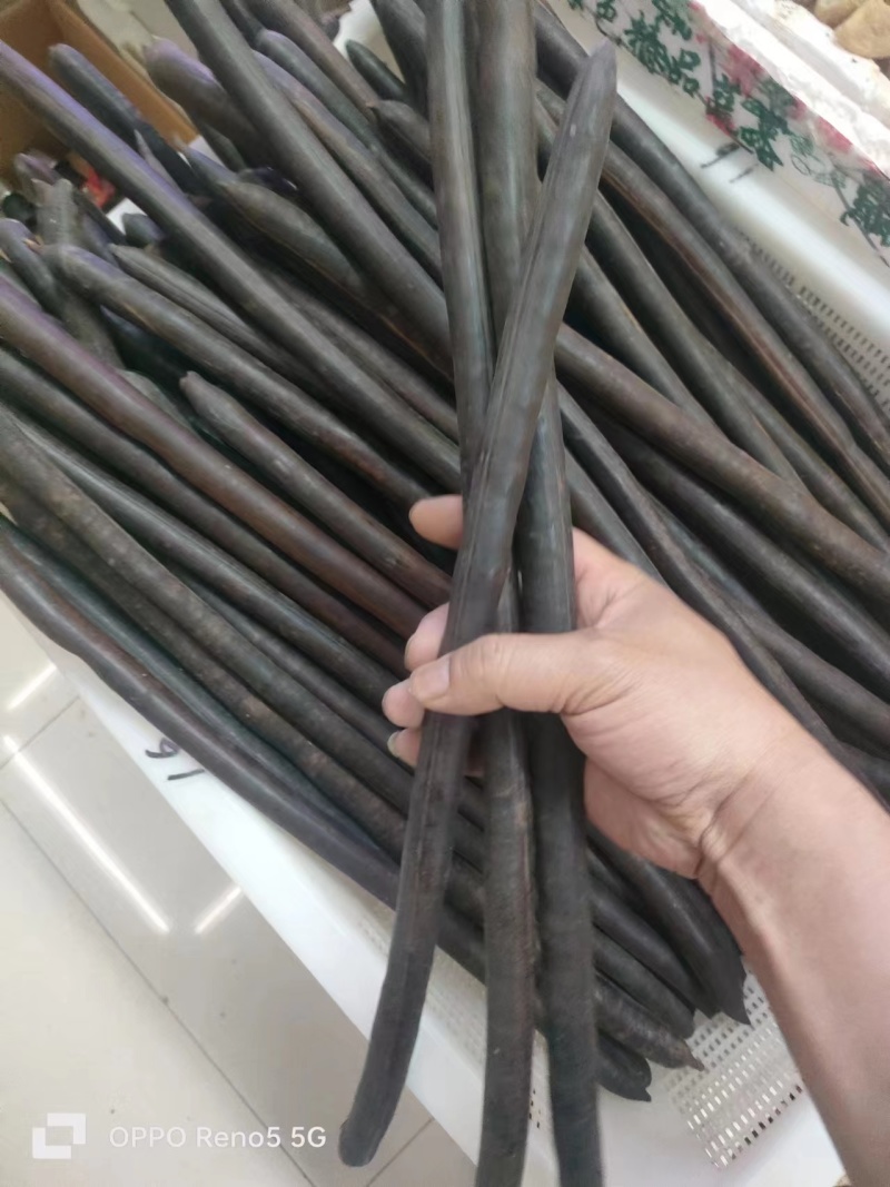 便秘果腊肠果大量供应长期稳定供货欢迎咨询