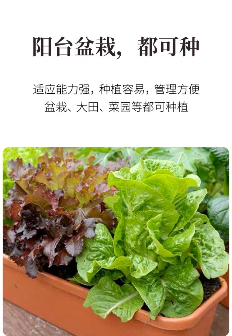 君川圣士5号半结球生菜种子生长快四季播种生菜