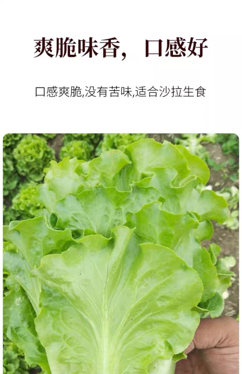 君川圣士5号半结球生菜种子生长快四季播种生菜