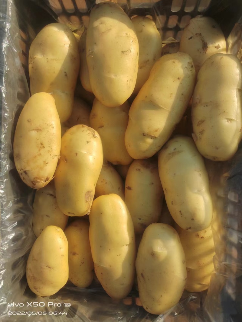 荷兰十五土豆山东荷兰十五土豆黄皮黄心产地直发