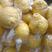 精品黄金贡柚大量上市产地直发一手货源量大从优