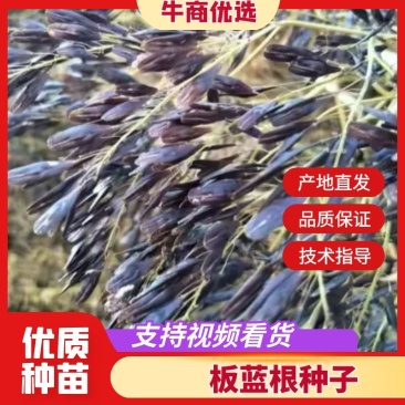板蓝根种子板蓝根基地一手货源新板蓝根籽
