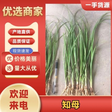 知母种苗统货精品基地的育苗基地每天都在起苗