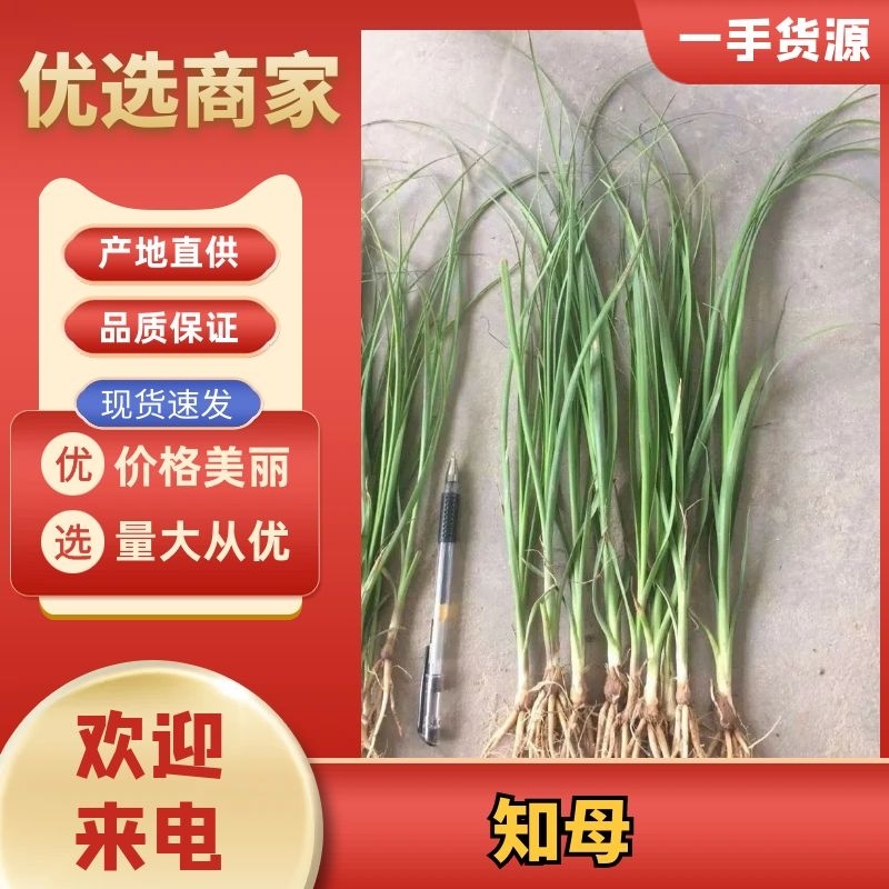 知母种苗统货精品基地的育苗基地每天都在起苗