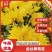 金丝黄菊苗各种菊花苗贡菊苗提供种植技术上门收购